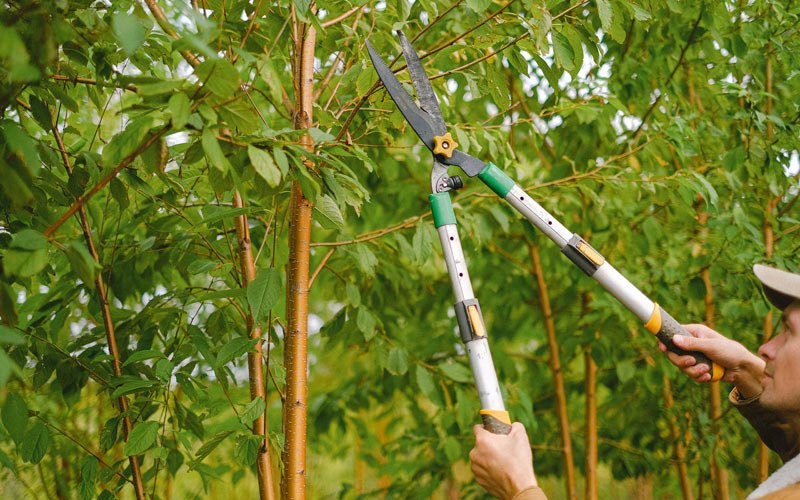 Tree trimming in Amherst, NE