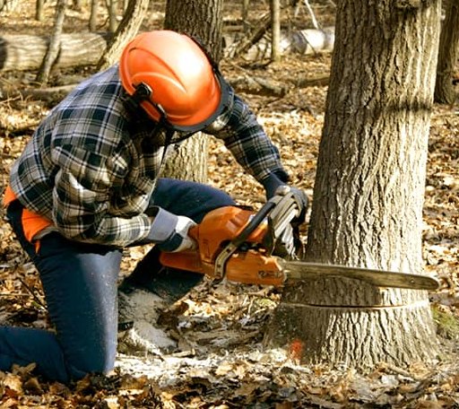 Tree Removal in Amherst, NE